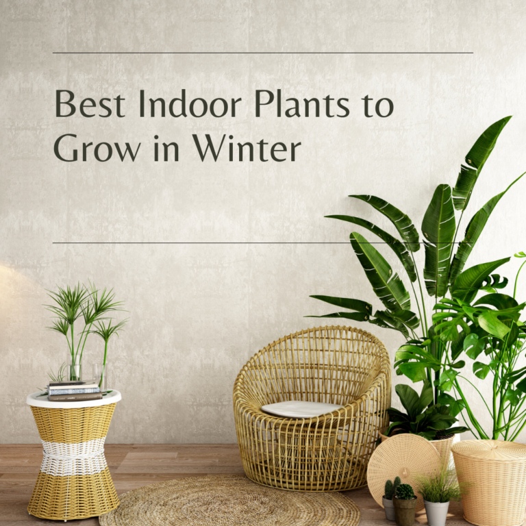 Best indoor plants to grow in Winter